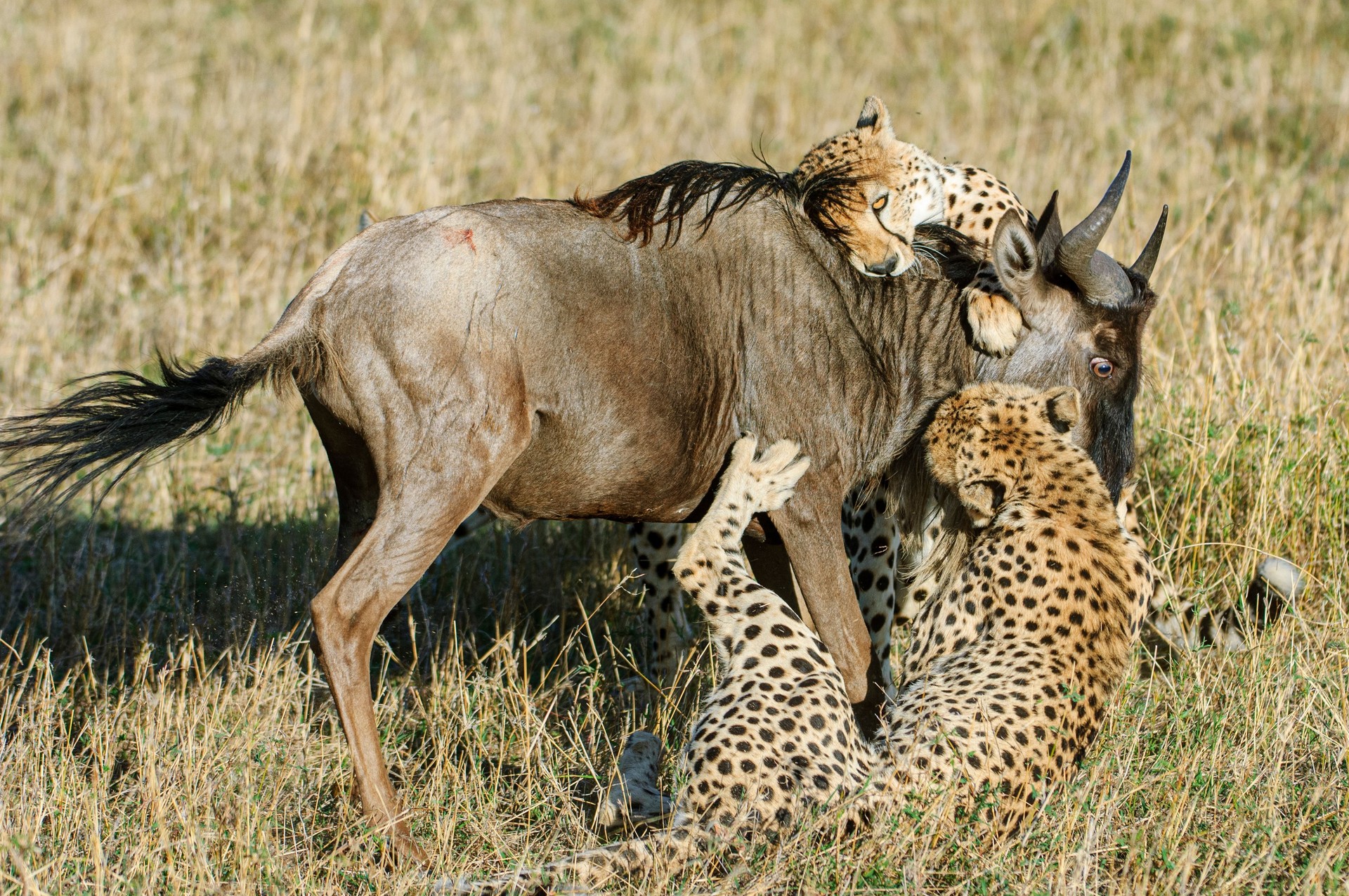 Cheetahs and Wildebeest Kill