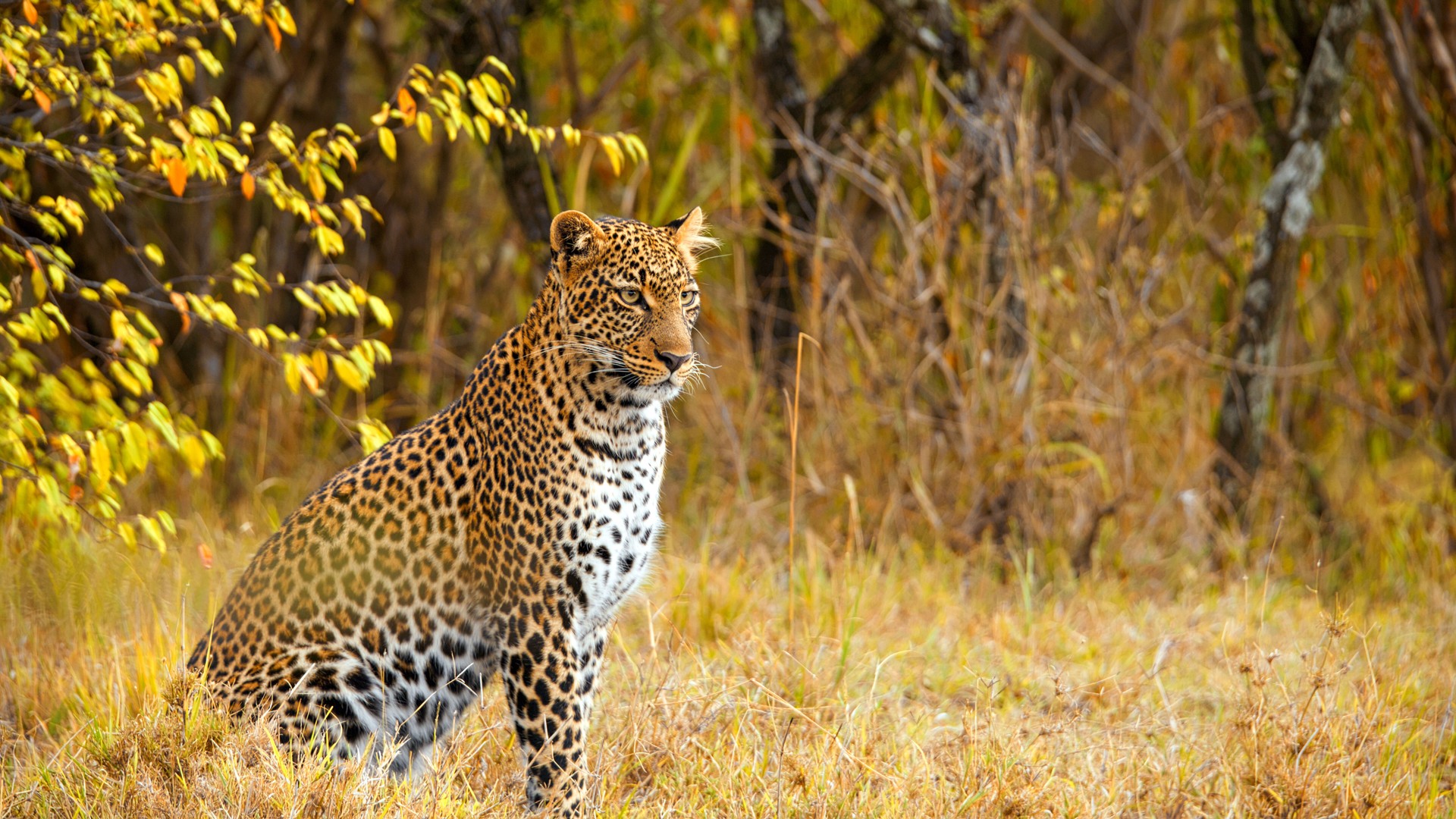 Alert Leopard Surveys Natural Kenyan Habitat Beneath Autumn Yellow Leaves